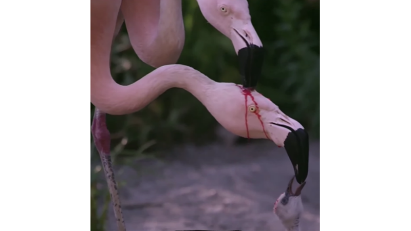 DO FLAMINGOS FEED THEIR YOUNG WITH BLOOD? -Friendz10