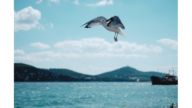 FETHİN 570. YIL DÖNÜMÜ: 17 NİSAN 1453 İSTANBUL ADALARI'NIN FETHİ