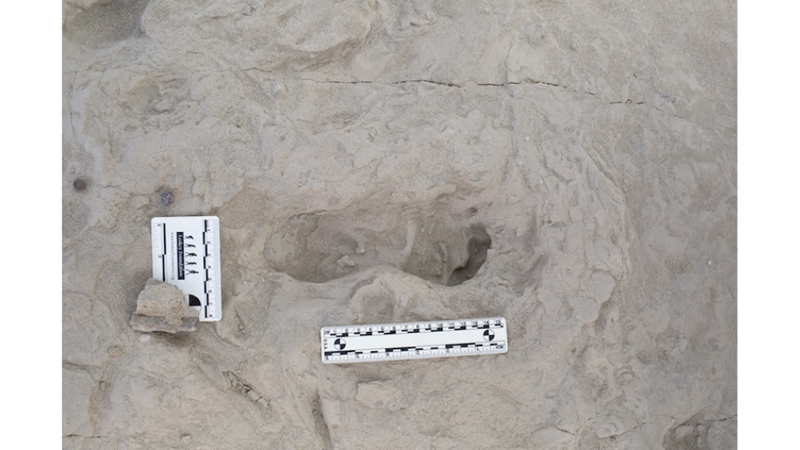 FOOTPRINTS OF ANOTHER SPECIES FOUND NEXT TO HOMOERECTUS!