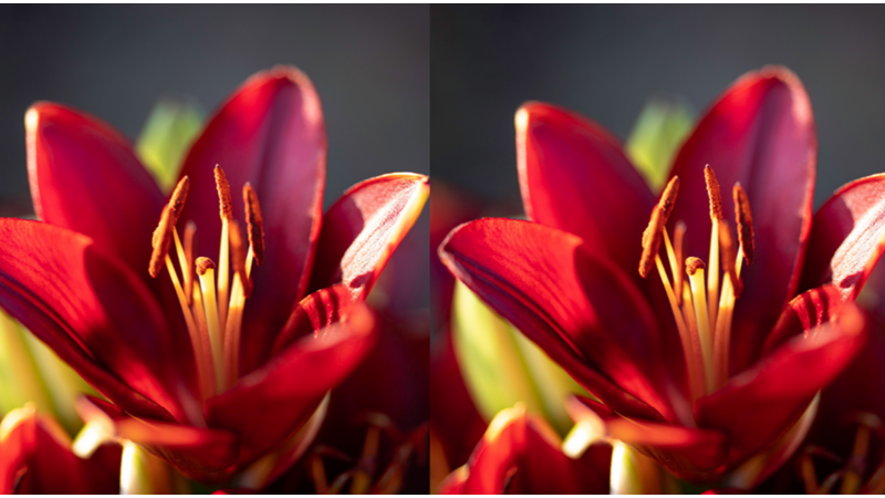 FIŞKIRAN SÜTTEN ÇİÇEĞE