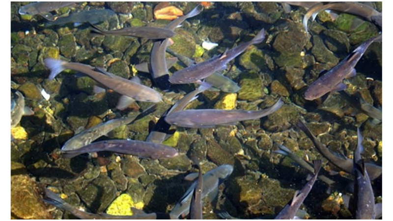 SAVAŞ ZAMANI KAYBOLAN BALIKLAR