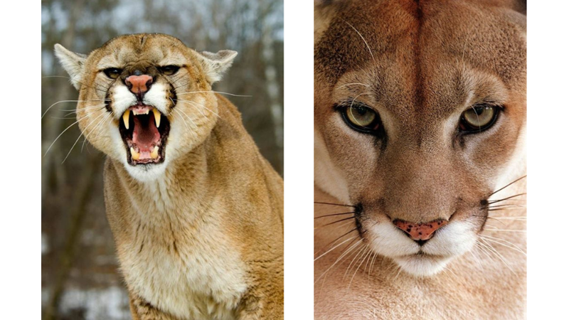 HERKESİN DÜŞTÜĞÜ PSİKOLOJİK HATA: APTAL PUMA SENDROMU