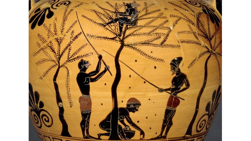 ZEYTİN, ZEYTİN AĞACI VE MİTOLOJİ