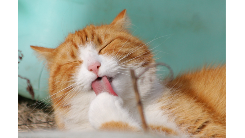 KEDİLERİN ANLAM VERİLEMEYEN DAVRANIŞLARININ PSİKOLOJİK SEBEPLERİ