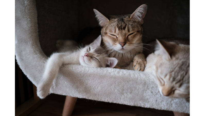 KEDİNİZ HANGİ KARAKTER GRUBUNDA YER ALIYOR?
