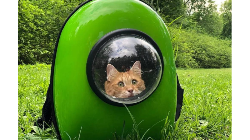 KEDİNİ NASIL EĞİTİRSİN?