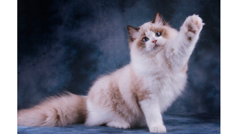 BİLİME GÖRE EN SICAKKANLI VE UYSAL 10 KEDİ CİNSİ