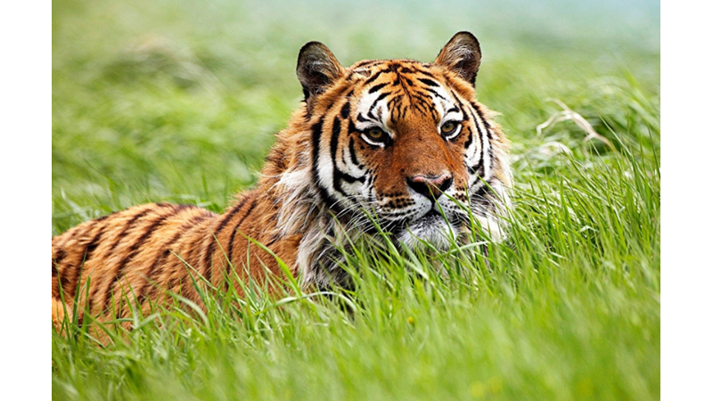 GECELERİ BİLE AVLANABİLEN KAPLANLARIN AZ BİLİNEN İLGİNÇ ÖZELLİKLERİ