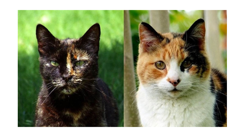 ÜÇ RENKLİ KEDİLER CALICOLAR HAKKINDA 10 İLGİNÇ GERÇEK