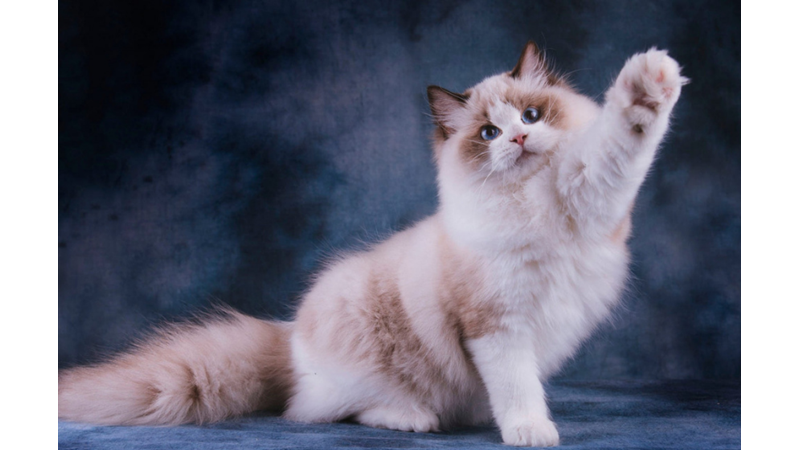 THE 10 MOST WARM AND DOMINANT CAT BREEDS ACCORDING TO SCIENCE