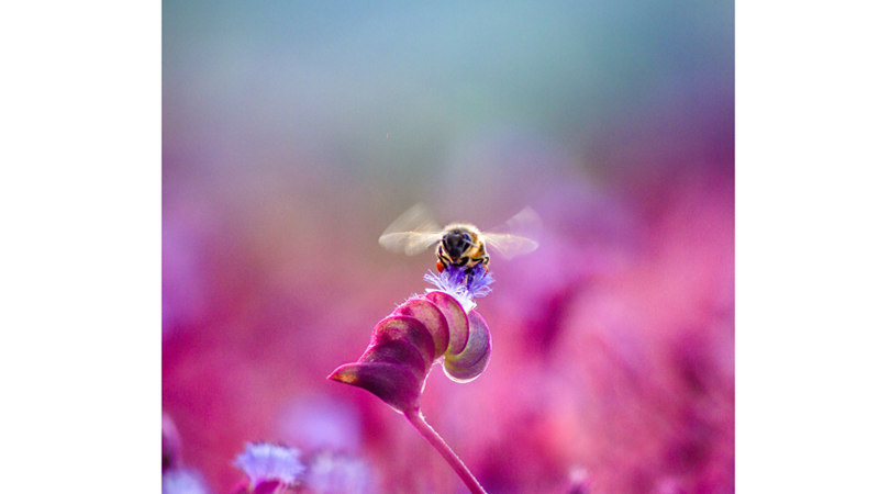 ARI DEYİP GEÇMEYİN, ARILAR HAKKINDA BİLMENİZ GEREKENLER