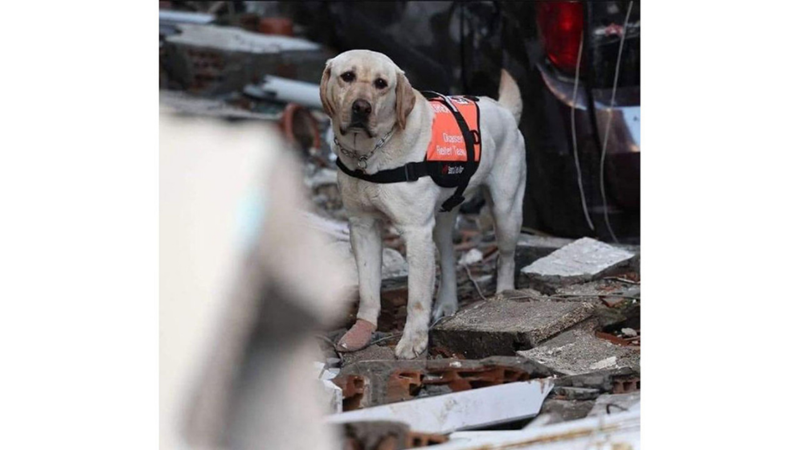 ARAMA KURTARMA KÖPEKLERİ NASIL BİR EĞİTİMDEN GEÇİYOR?
