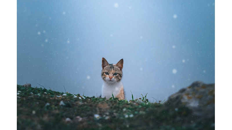 KEDİLER HAKKINDA MUHTEMELEN BİLMEDİĞİNİZ 15 İLGİNÇ BİLGİ