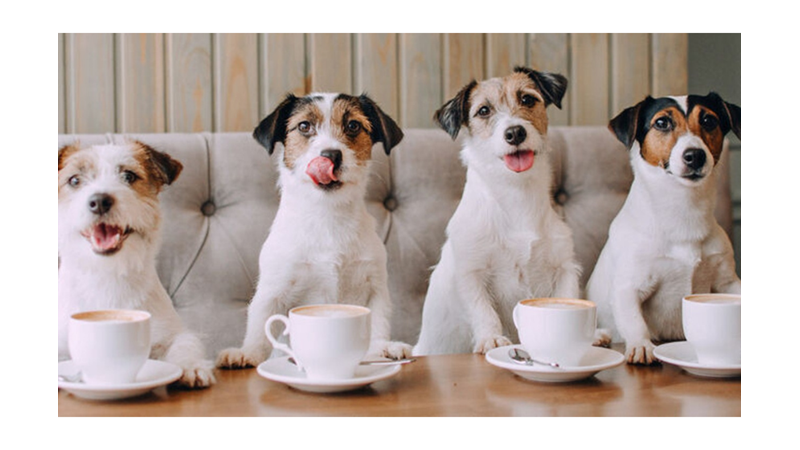 KEDİ VE KÖPEKLERİN KESİNLİKLE YEMEMESİ GEREKEN 13 YİYECEK