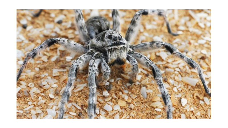 TARANTULA HAKKINDA SIRA DIŞI BİLGİLER