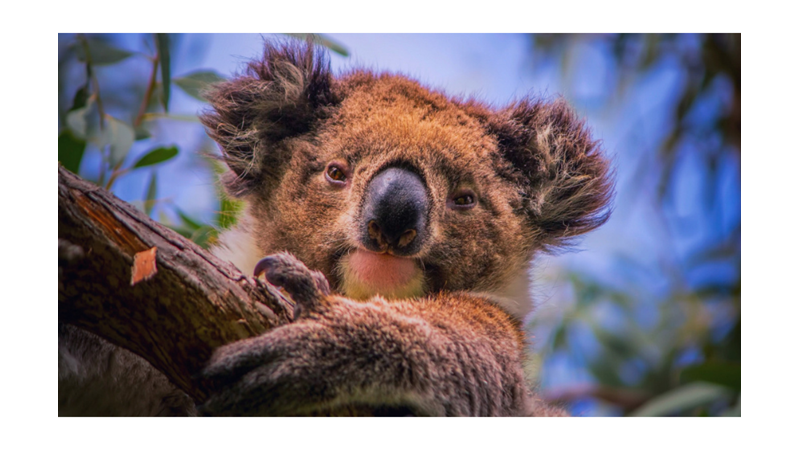 UYUMAKTA HAKLI OLAN KOALALAR HAKKINDA İLGİNÇ BİLGİLER