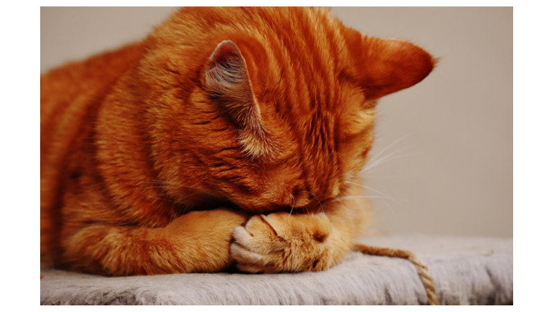 KEDİLERİN ANLAM VERİLEMEYEN DAVRANIŞLARININ PSİKOLOJİK SEBEPLERİ