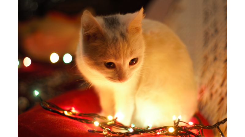 KEDİNİZ HANGİ KARAKTER GRUBUNDA YER ALIYOR?