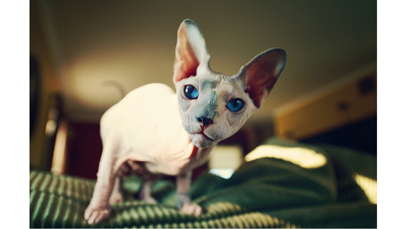 BİLİME GÖRE EN SICAKKANLI VE UYSAL 10 KEDİ CİNSİ