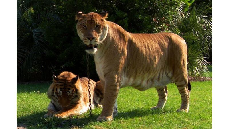 GECELERİ BİLE AVLANABİLEN KAPLANLARIN AZ BİLİNEN İLGİNÇ ÖZELLİKLERİ