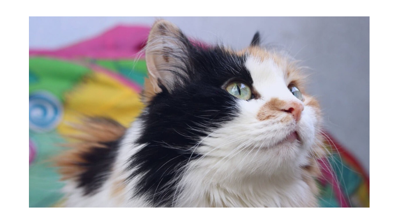 ÜÇ RENKLİ KEDİLER CALICOLAR HAKKINDA 10 İLGİNÇ GERÇEK