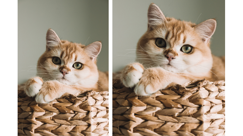 KEDİLER HAKKINDA MUHTEMELEN BİLMEDİĞİNİZ 15 İLGİNÇ BİLGİ