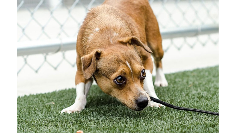 KÖPEKLER BEDEN DİLİYLE BİZİMLE KONUŞUYOR!