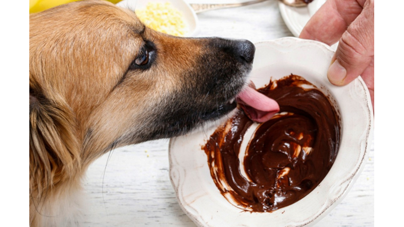 KEDİ VE KÖPEKLERİN KESİNLİKLE YEMEMESİ GEREKEN 13 YİYECEK