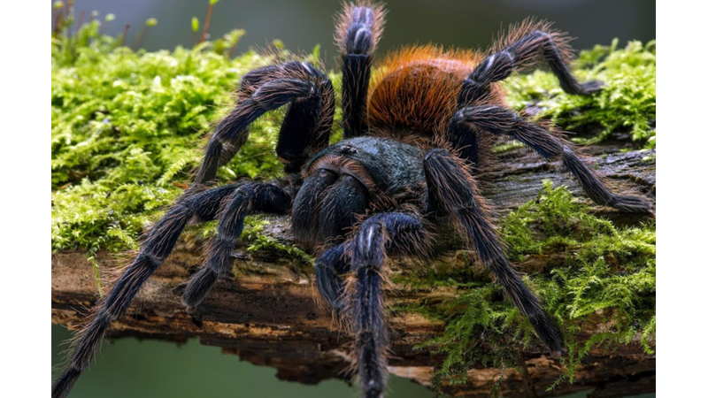 TARANTULA HAKKINDA SIRA DIŞI BİLGİLER