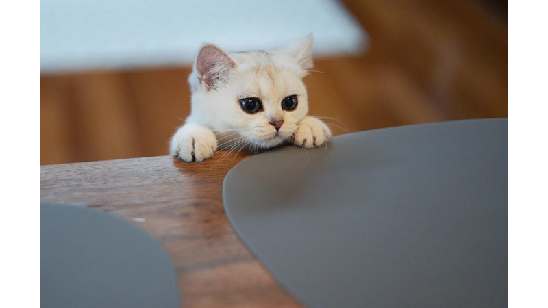 KEDİ DAVRANIŞLARI KONUSUNDA UZMAN SEVGİLİ OKURLARIMIZ BURAYA: SİZCE BU KEDİ NEREYE BAKIYOR? - Friendz10