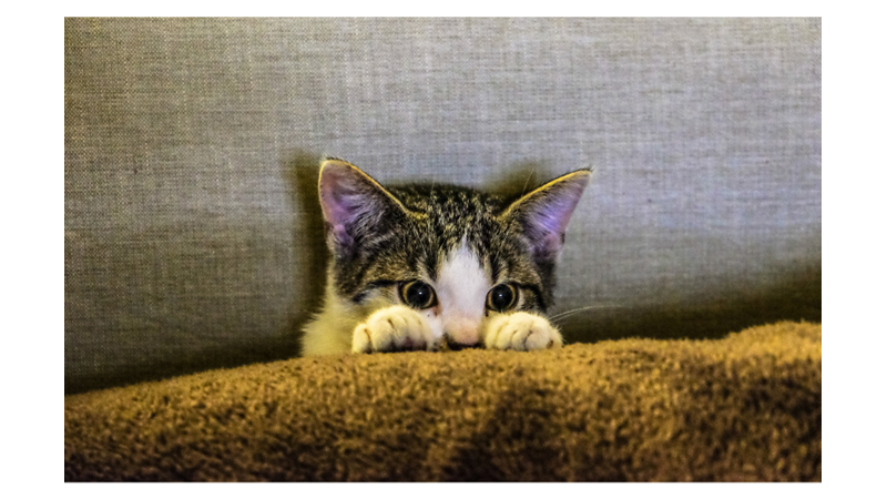 KEDİLERİN ANLAM VERİLEMEYEN DAVRANIŞLARININ PSİKOLOJİK SEBEPLERİ