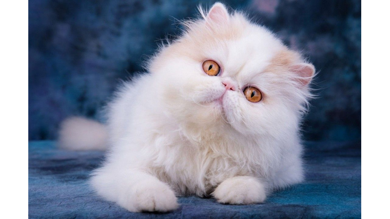 BİLİME GÖRE EN SICAKKANLI VE UYSAL 10 KEDİ CİNSİ