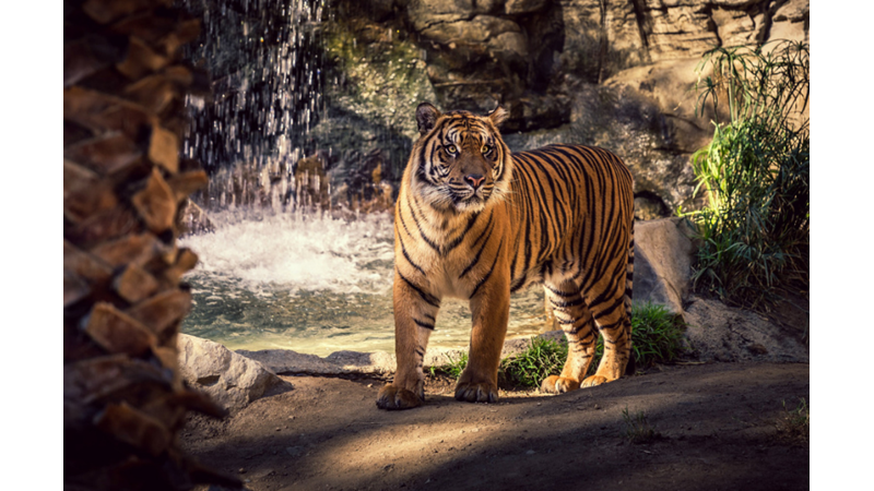 GECELERİ BİLE AVLANABİLEN KAPLANLARIN AZ BİLİNEN İLGİNÇ ÖZELLİKLERİ