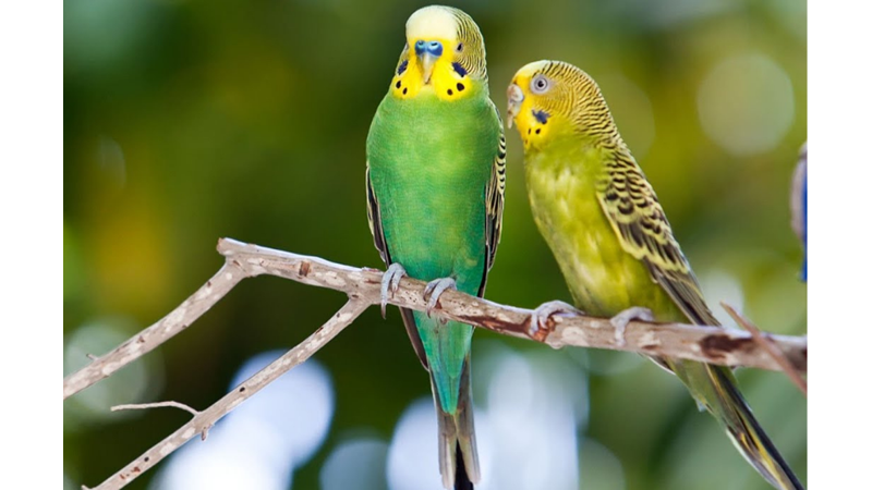 MUHABBET KUŞLARI HAKKINDA ŞAŞIRTACAK BİLİMSEL GERÇEKLER