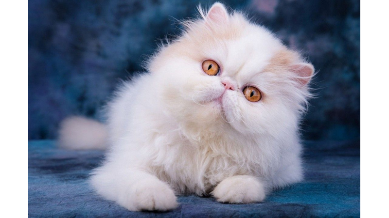 THE 10 MOST WARM AND DOMINANT CAT BREEDS ACCORDING TO SCIENCE