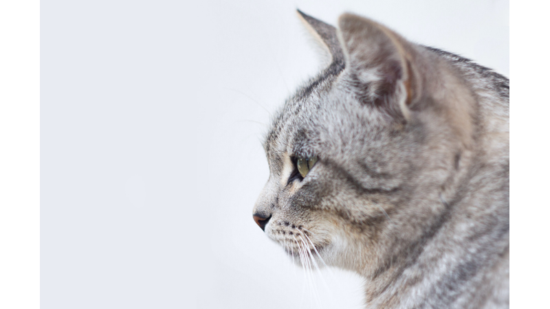 KEDİLER HAKKINDA MUHTEMELEN BİLMEDİĞİNİZ 15 İLGİNÇ BİLGİ