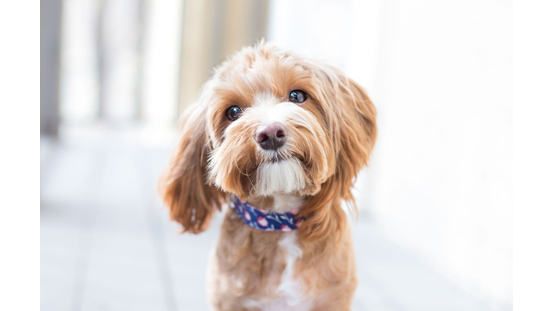 KÖPEKLER BEDEN DİLİYLE BİZİMLE KONUŞUYOR!