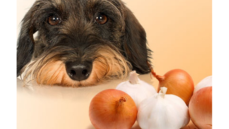 KEDİ VE KÖPEKLERİN KESİNLİKLE YEMEMESİ GEREKEN 13 YİYECEK