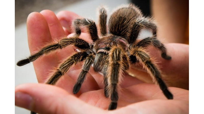 TARANTULA HAKKINDA SIRA DIŞI BİLGİLER