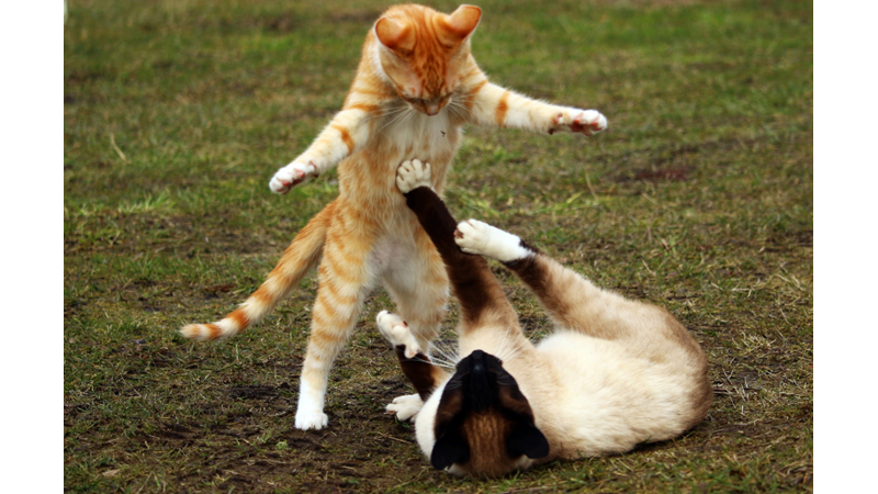 KEDİLERİN GECE UÇUŞA GEÇMESİ -Friendz10