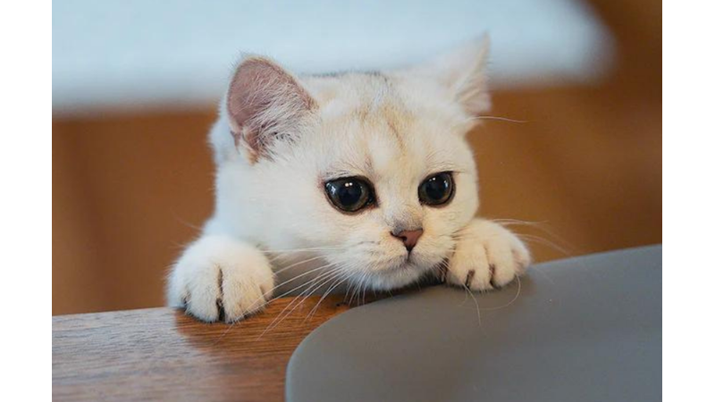 KEDİ DAVRANIŞLARI KONUSUNDA UZMAN SEVGİLİ OKURLARIMIZ BURAYA: SİZCE BU KEDİ NEREYE BAKIYOR? - Friendz10