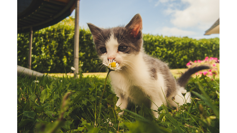 KEDİLERİN ANLAM VERİLEMEYEN DAVRANIŞLARININ PSİKOLOJİK SEBEPLERİ