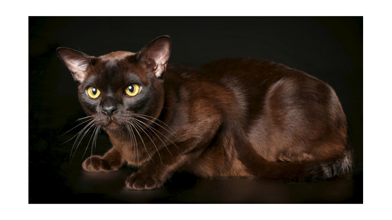 BİLİME GÖRE EN SICAKKANLI VE UYSAL 10 KEDİ CİNSİ