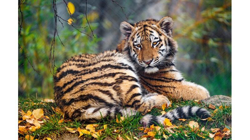 GECELERİ BİLE AVLANABİLEN KAPLANLARIN AZ BİLİNEN İLGİNÇ ÖZELLİKLERİ