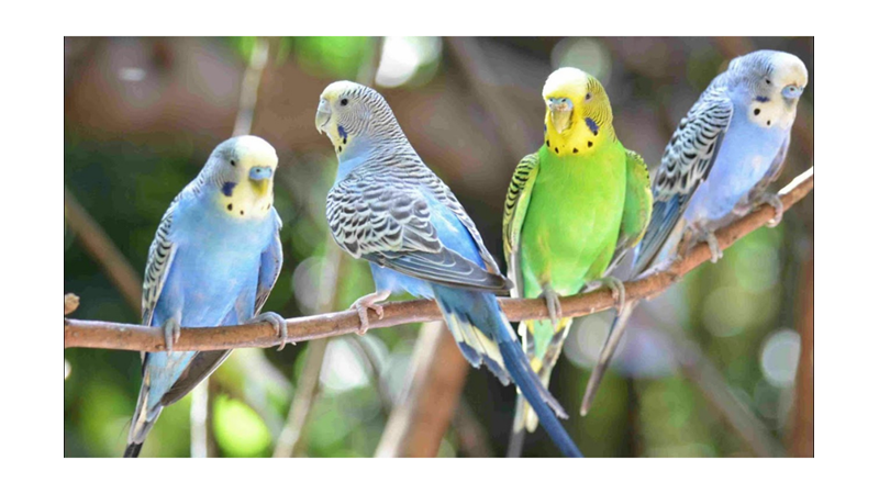 MUHABBET KUŞLARI HAKKINDA ŞAŞIRTACAK BİLİMSEL GERÇEKLER