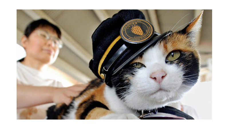 ÜÇ RENKLİ KEDİLER CALICOLAR HAKKINDA 10 İLGİNÇ GERÇEK