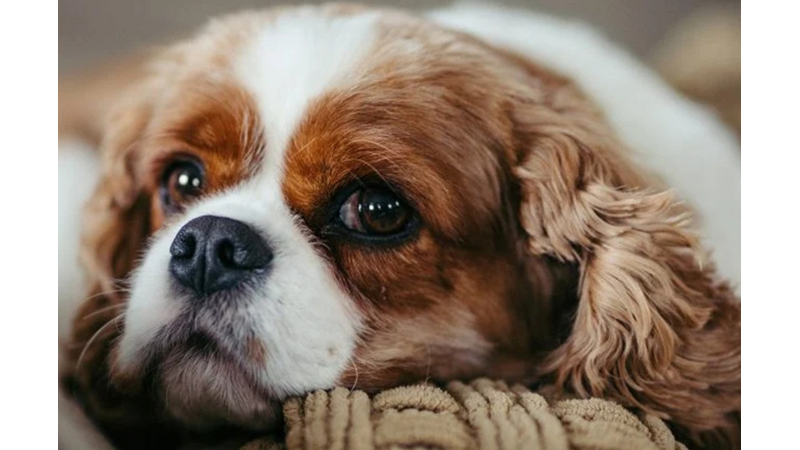 KÖPEKLER BEDEN DİLİYLE BİZİMLE KONUŞUYOR!
