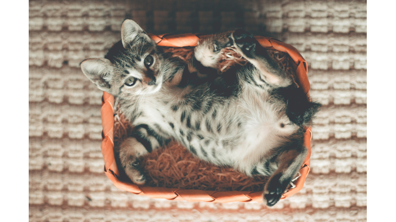 KEDİLERİMİZDEN ÖĞRENMEMİZ GEREKEN 10 HAYAT FELSEFESİ -Friendz10