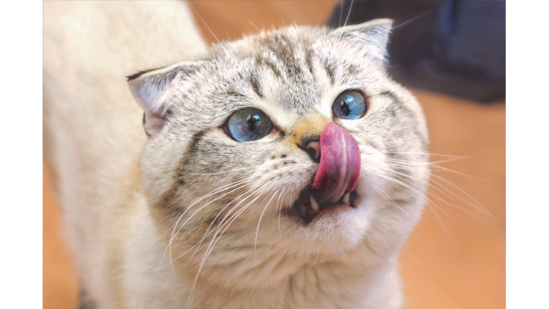 KEDİLERİN GECE UÇUŞA GEÇMESİ -Friendz10