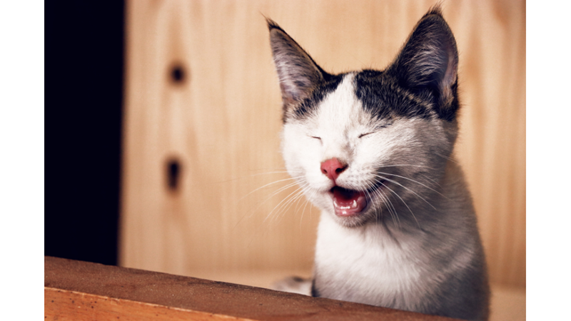 KEDİLERİN ANLAM VERİLEMEYEN DAVRANIŞLARININ PSİKOLOJİK SEBEPLERİ